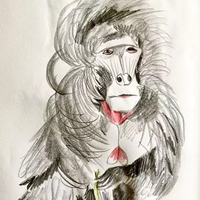 a pencil and coloured pencil sketch of a galada monkey. He has amazing long hair which is blowing in the wind. 